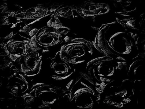 Black Rose Wallpapers Wallpaper Cave
