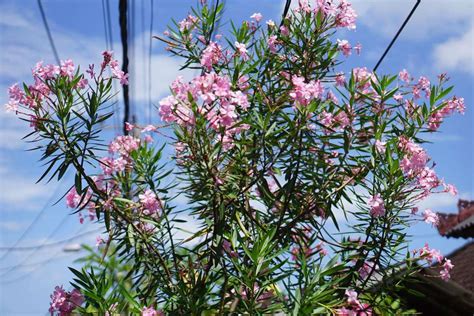 Oleander Plant Care And Growing Guide