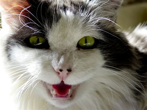 Cat Meowing Free Stock Photo Public Domain Pictures