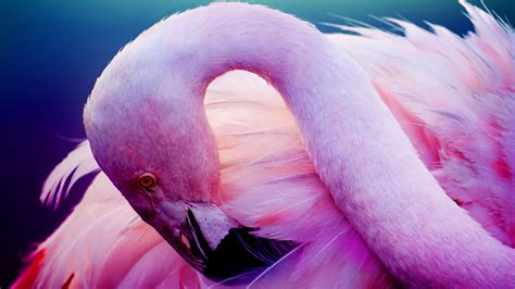 Desktop Wallpaper Pink Bird Flamingo Water Bird Feathers Hd Image