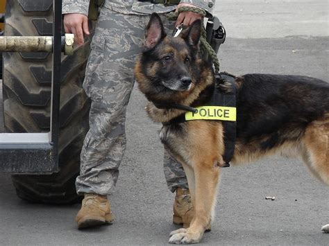 Popular Police Dog Breeds K9 Breed What Type Of Dogs Do Police Use