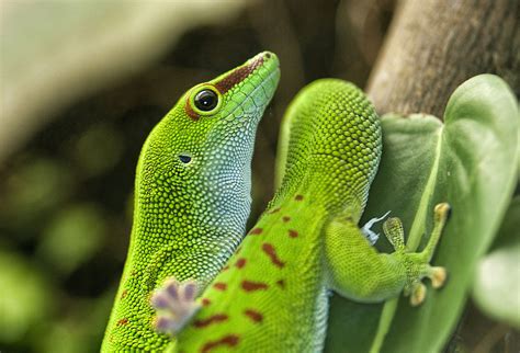 Types Of Gecko Lizards