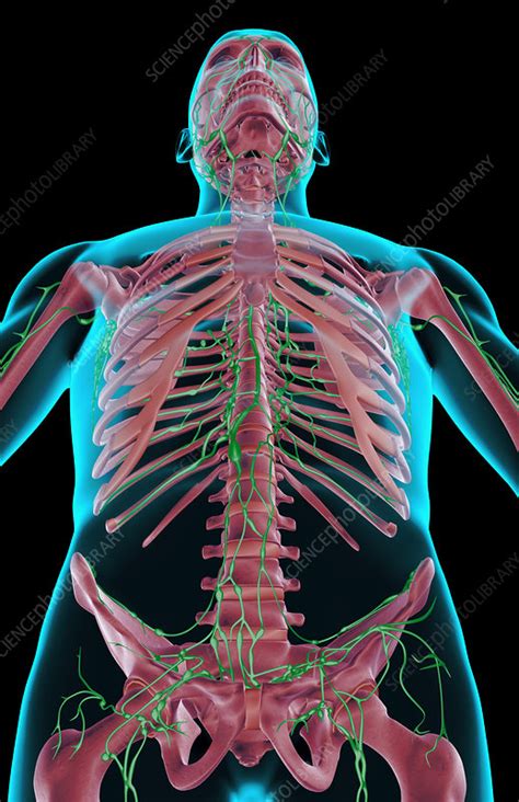 The Lymph Supply Of The Upper Body Stock Image F0017584 Science