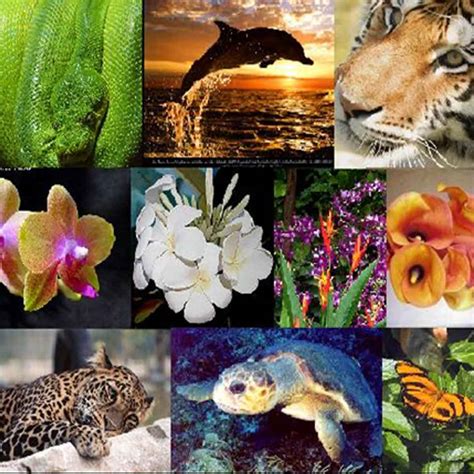 Top 158 What Is Conservation Of Plants And Animals
