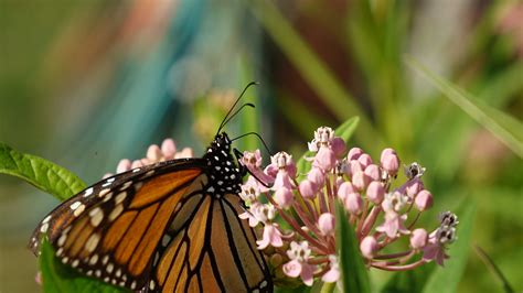 Monarch Butterfly Danaus Plexippus On Swamp Milkweed Flickr