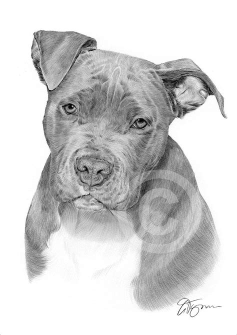 American Pit Bull Terrier perro dibujo a lápiz impreso Etsy