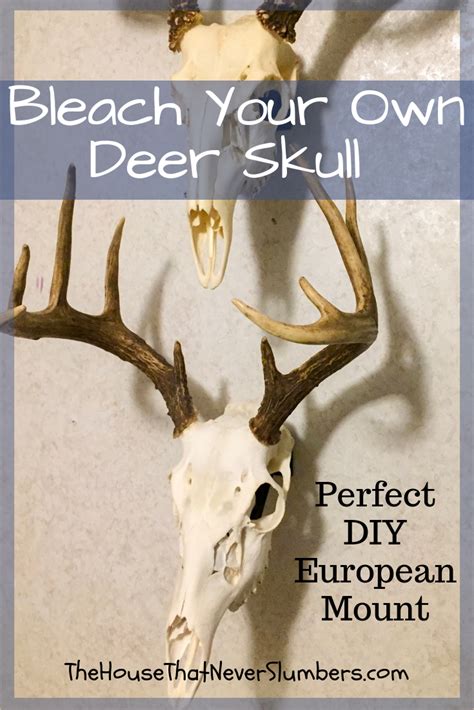 Bleach Your Own Deer Skull For A Perfect Diy European Mount The House