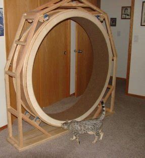 They were scheduled for delivery to me around the 27th january, but as you will appreciate both brexit and the. Large Cat Condo - Foter