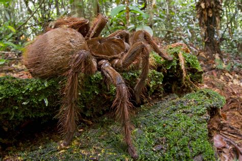 Spider The Size Of A Puppy With Tw Inch Fangs Found In Rainforest