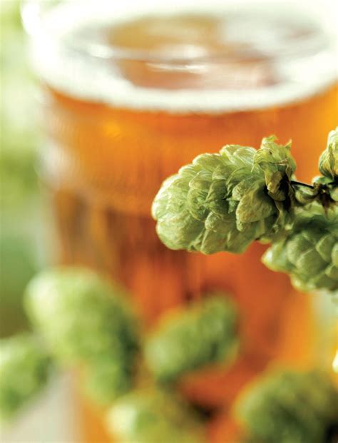 Everything You Need To Know About Hops Beers Of The World Magazine