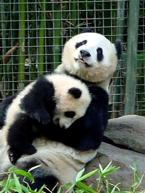 Su Lin And Bai Yun Giant Panda Cub Su Lin And Her Mom Bai Flickr