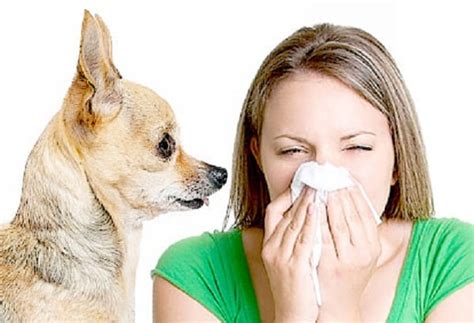 Defeating Dander How To Handle Pet Allergies