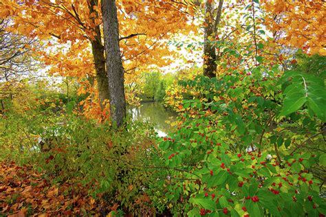Fall Colors With A Small Stream Howard County Indiana Photograph By