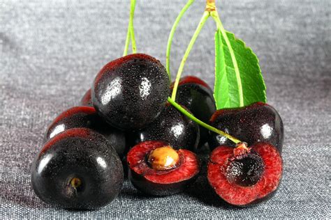 Black Cherry Poisoning in Horses - Symptoms, Causes, Diagnosis, Treatment, Recovery, Management ...