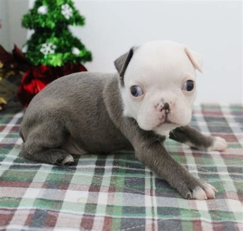 Search by breed, size, & more. View Boston Terrier Puppies For Sale In Nj Pictures - Best ...