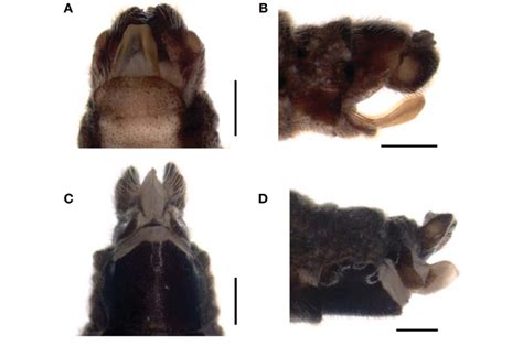 Neochauliodes Formosanus A Male Genitalia Ventral View B Male