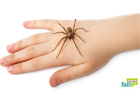 Top 7 Home Remedies To Treat A Spider Bite Fab How