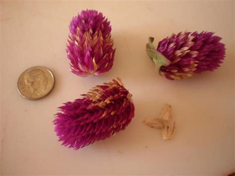 Photo Of The Seeds Of Gomphrena Gomphrena Globosa Little