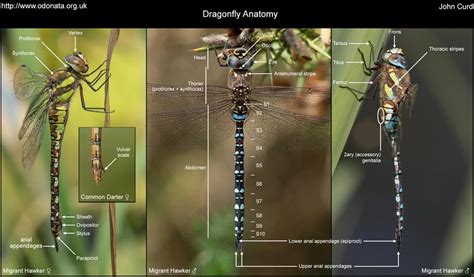 Dragonfly Anatomy Odo Nutters
