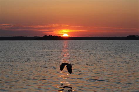 Great Blue Heron Flying Through Sunset Photograph By Robert Banach