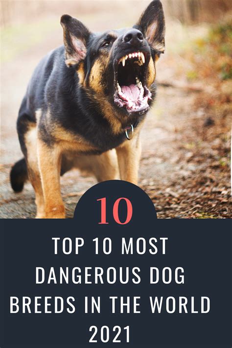 Top 10 Most Dangerous Dog Breeds Best Guard Dog Breeds Best Guard Dogs