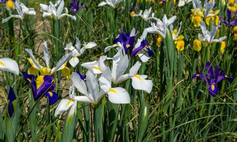 Magic Indigo Dutch Iris Flower Bulbs 45 90 180 Pack With Planting Tool Groupon