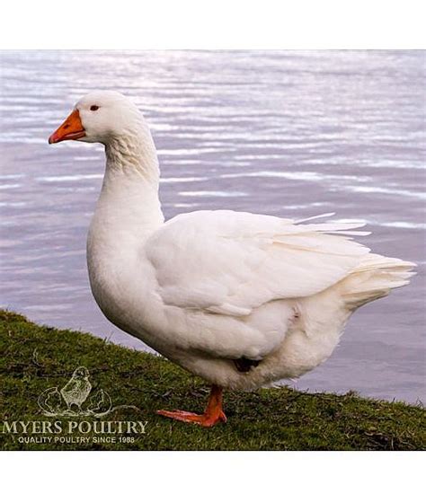Embden Geese For Sale Day Old Poultry Myers Poultry