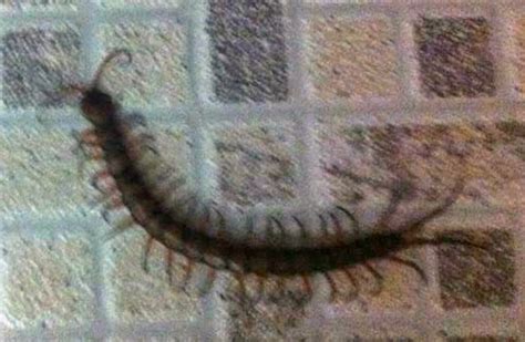 Tropical Centipede In The West Indies Whats That Bug