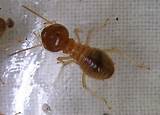 Pictures of Termite Interesting Facts