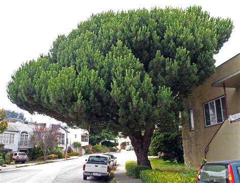 Common name in other languages where to find stone pines? Italian Stone Pine | Friends of the Urban Forest