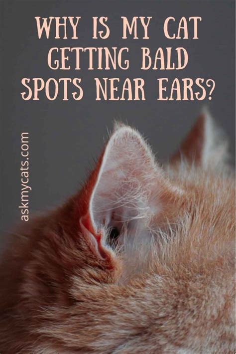 Cat Losing Hair On Ears And Nose Val Polk