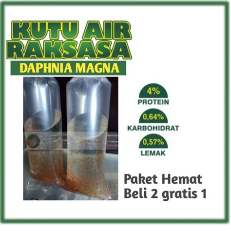 Jual Daphnia Magna Kutu Air Pakan Ikan Kecil Gupycupang Dan Ikan Hias