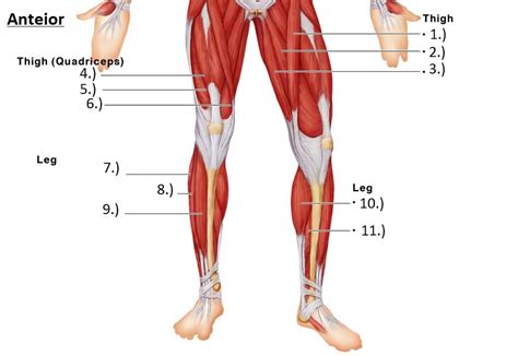 Lower Limb Muscles Anterior Diagram Quizlet