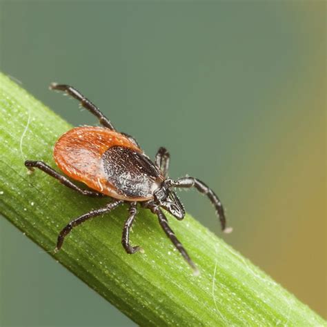 Deer Ticks In Canada Everything You Need To Know