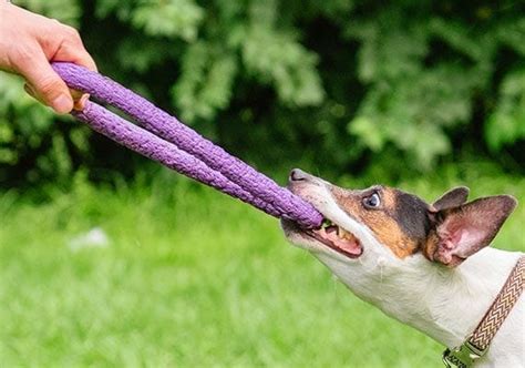 4 Best Tug Toys To Play Tug Of War With Your Dog 28 Tested
