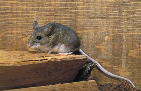 8 Questions And Answers About Deer Mice And Hantavirus