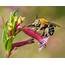 Blue Banded Bees  Land For Wildlife
