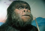 Paranthropus Robustus - Stock Image - C007/7645 - Science Photo Library
