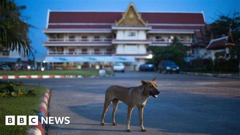 Thailand Rushes To Contain Rabies Outbreak Bbc News