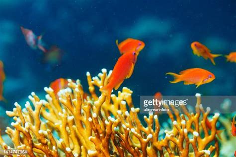 Orange Coral Reef Photos And Premium High Res Pictures Getty Images