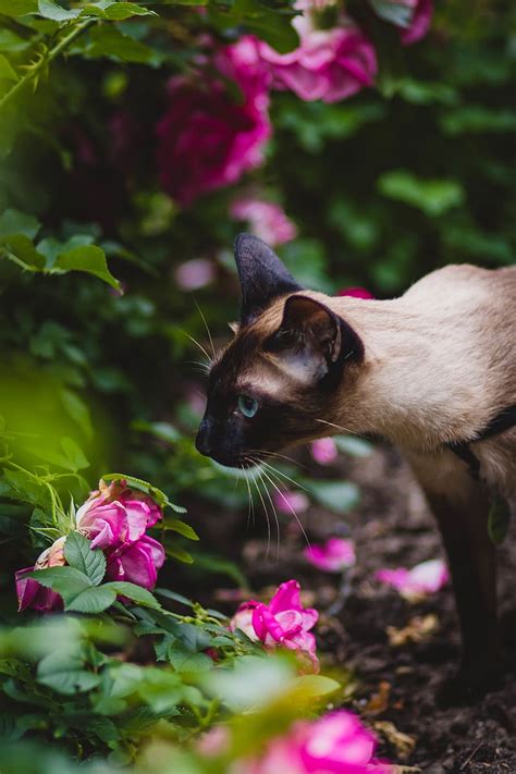 Hd Wallpaper Brown And Black Siamese Cat Near Flower Animal Blooming