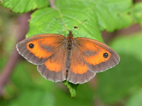 Gatekeeper Or Hedge Brown Butterfly Butterfly Conservation Brown