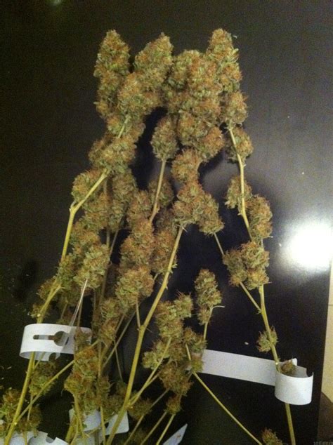 Moby Dick Green House Seeds Cannabis Strain Info