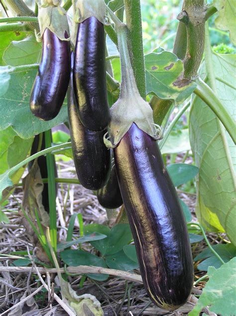 How To Grow Organic Eggplant Organic Gardener Magazine Australia