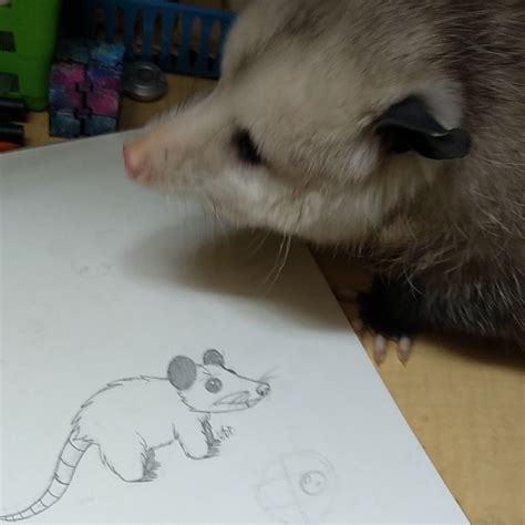 Drawing Of Himself Opossum Drawings Animals