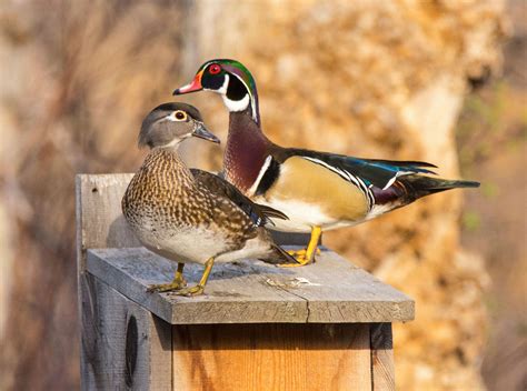 Wood Duck Nest Box Projects Abound This Winter Michigan
