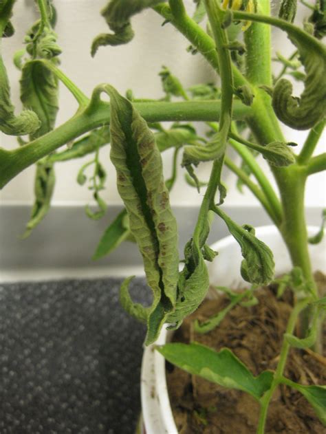Tomato Leaf Curl Plantdoc