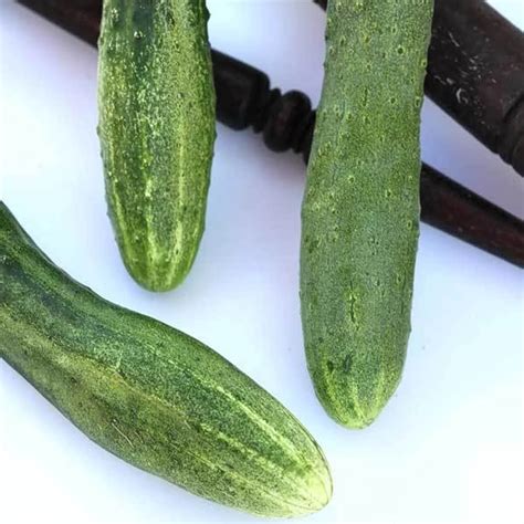 English Telegraph Cucumber Seed 14 Lb Bulk ~2800 Seeds Heirloom