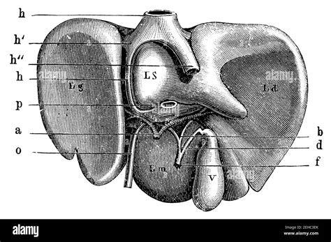 Ligamento Venoso Fotografías E Imágenes De Alta Resolución Alamy