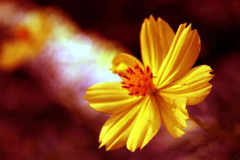 Yellow Flower Background 5 Free Stock Photo Public Domain Pictures